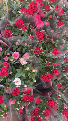Lawa Blumen& Pflanzen