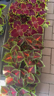 Lawa Blumen& Pflanzen