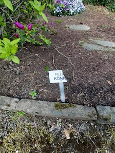 Königs Blumen