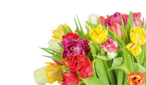 Blumen van der Molen