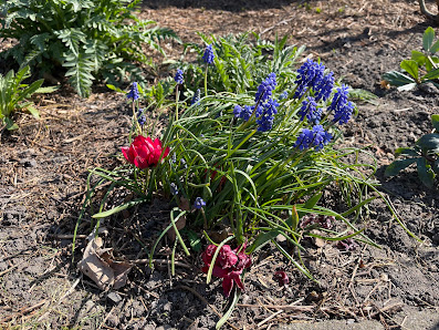 Max Barkhoff Garten- und Landschaftsbau
