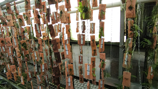 Schwerter Orchideenzucht