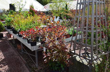 Gartenbau und Gärtnerei Blumen Woller