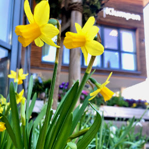 Blumenhandel KG Berthold Klumpen GmbH & Co.