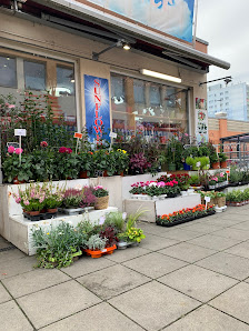 Sunflower blumen&pflanzen