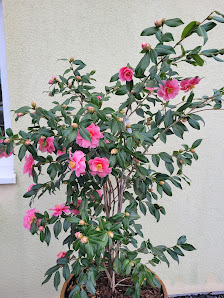Mein-Kameliengarten.de