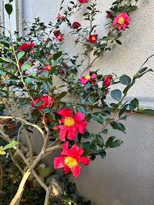Mein-Kameliengarten.de