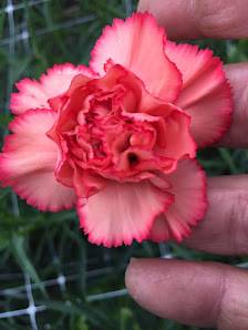 D.S. Flowers