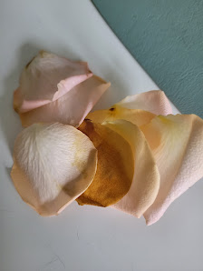Blumen Gebr. Spangenberg Duisburg