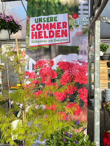Blumen Frahm&Cremers