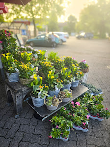 Blumen Kleeblatt Huckingen