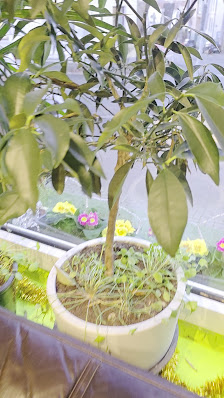 Blumen Risse Blumenladen Bochum-Linden