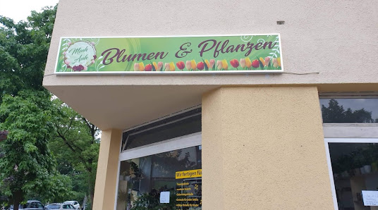 Minh Anh Blumen & Pllanzen