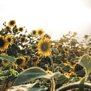 Blumen selber schneiden