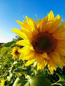 Blumen selber schneiden
