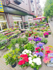 Blumen und Pflanzen