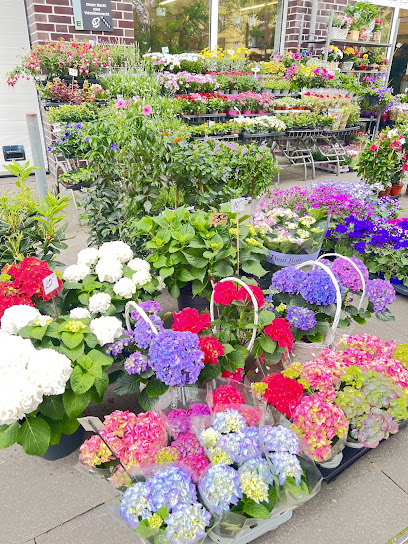 Blumen und Pflanzen