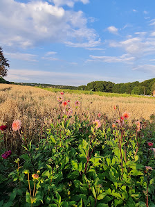 Bio Blumen zum Selbstpflücken