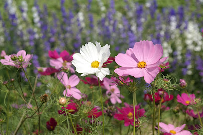 Blumengeschäft