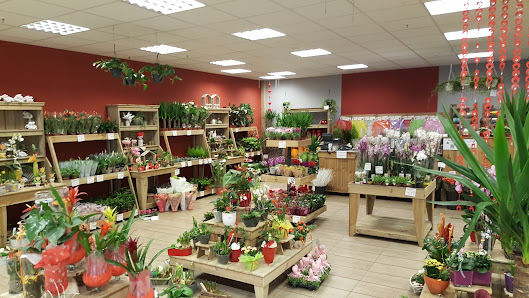 Holland Blumen