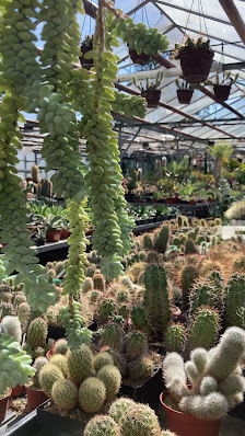 Dirk Rackelmann Gartenbau u. Blumenhaus