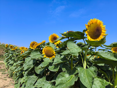 Sonnenblumenfeld, Blumen zum Selberschneiden