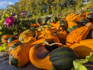 Blumen Selber pflücken 150 Sorten Kürbisse