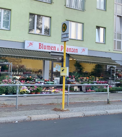 Blumen u. Pflanzen