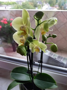 van Setten Blumen Im-/Export e.K.