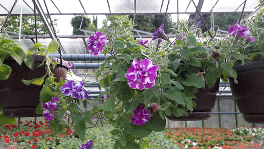 Gärtnerei und Blumenfachgeschäft H.Niklas