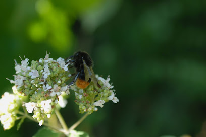 Gartenservice Fiener