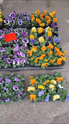 Lina & Layla Blumen & Pflanzen