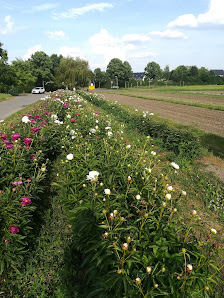 Blumen selbst schneiden Seckenheim