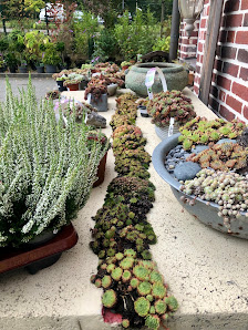 Lösings Gartenflora