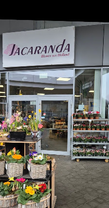 Blumen Jacaranda