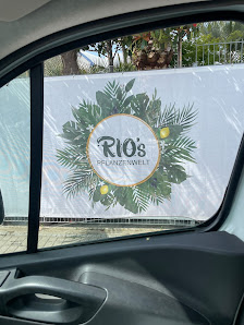 Rio‘s Pflanzenwelt