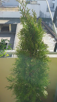 Dehner Garten-Center