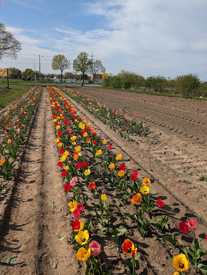 Blumen zum Selbstschneiden
