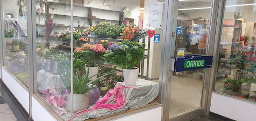 Orkide Blumen & mehr