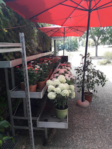 Blumen Deniz