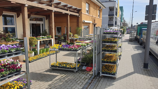 Blumen Schui Grab- und Gartenpflege, Floristik