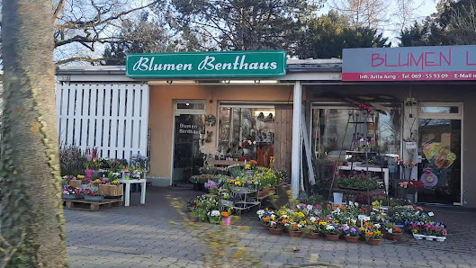 Blumen Lang