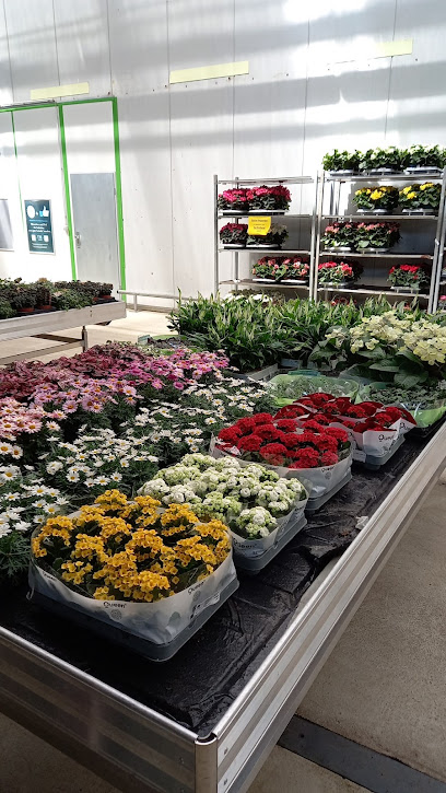 Blumen-Großhändler