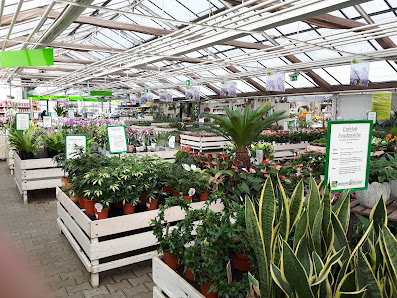Berghausener Blumentopf GmbH & Co. KG I Blumengeschäft I Blumen