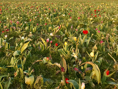 Blumen zum Selbstschneiden