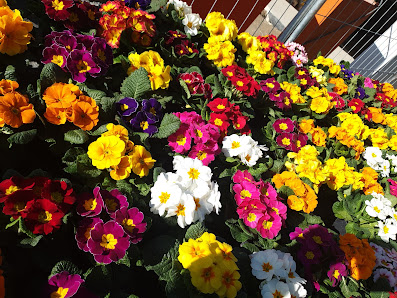 Blumen Häusler