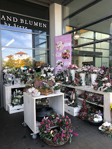 Holland Blumen by Steve