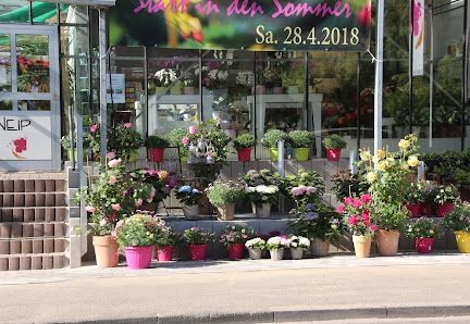 Blumen Kneip
