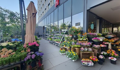 Holland Blumen Hit Wiesbaden