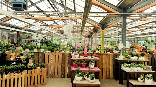 Blumen Risse Blumenmarkt Raunheim